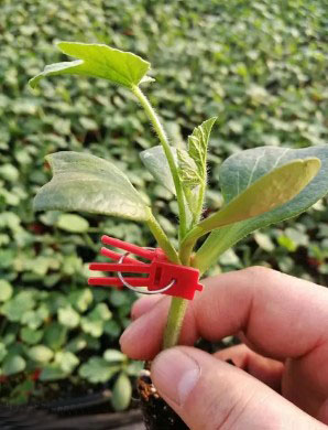 泌阳哪有卖西瓜苗,确山嫁接2k\美都西瓜苗育苗厂2026