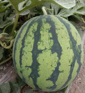 舞钢哪有卖西瓜嫁接苗,郏县专业育西瓜苗厂家2026